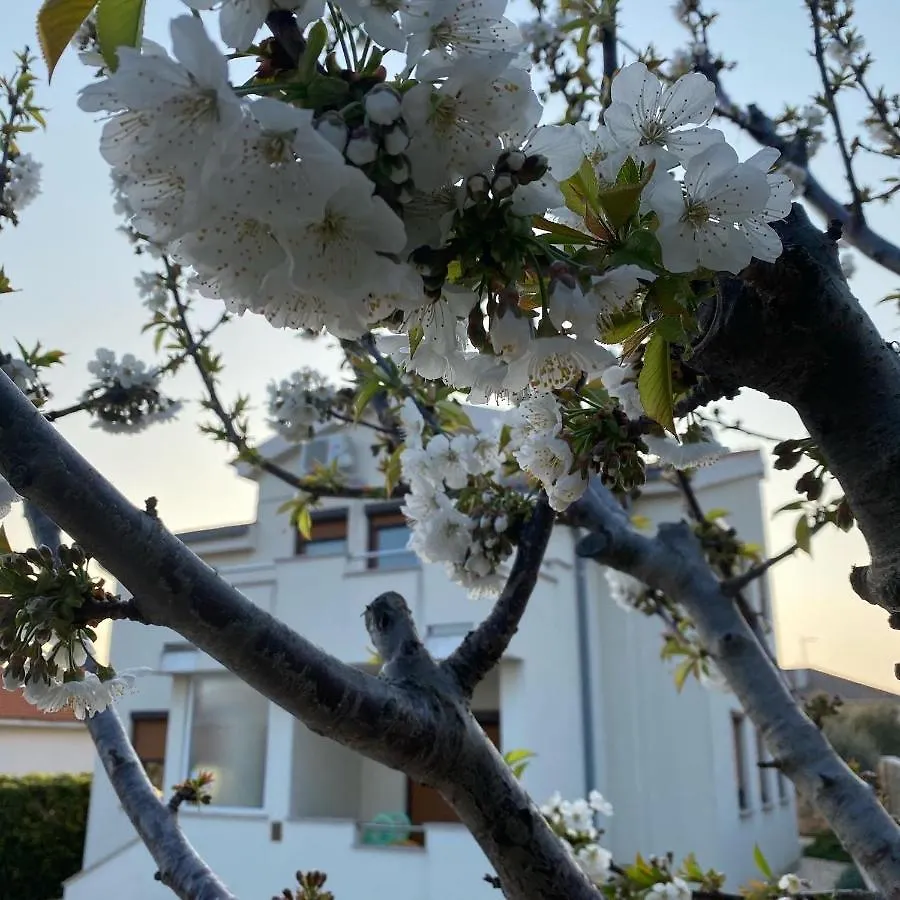 Villa Cvita Povljana Croatia